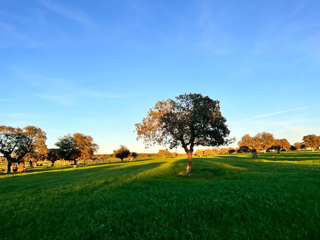 Finca rustica Inversiones Salamanca 2 (1)